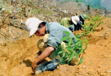 Công nhân Lâm trường Văn Yên trồng cao su tại xã An Bình.
