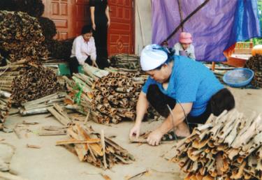 Nông dân Văn Yên bó quế đi bán.

