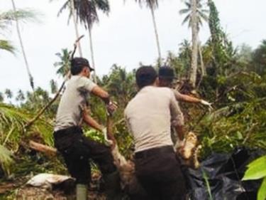 Cảnh sát Indonesia đang chuyển thi thể nạn nhân sóng thần ở làng Muntei Baru Baru trên đảo Mentawai.