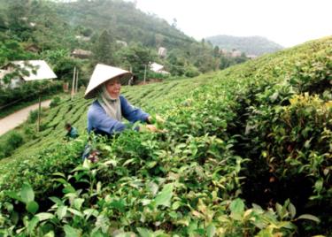 Nông dân thị trấn Nông trường Trần Phú thu hái chè.
