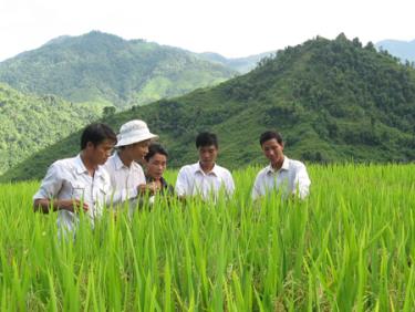 Những vùng lúa thuộc cánh đồng Mường Lò (Văn Chấn, thị xã Nghĩa Lộ), Đại-Phú-An (Văn Yên), Bạch Hà, Cẩm Nhân (Yên Bình), Bắc Trấn Yên, Mường Lai, Minh Xuân (Lục Yên) đã đi vào sản xuất lúa hàng hoá chất lượng cao, với tổng diện tích 5 ngàn ha.