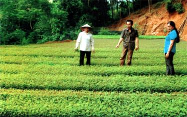 Mô hình kinh tế của gia đình anh Nguyễn Ngọc Kim (đứng giữa) địa chỉ tin cậy cho nông dân trong xã đến học tập kinh nghiệm.