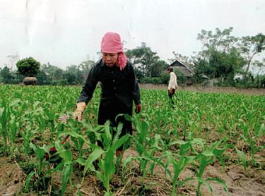 Hội viên Hội Phụ nữ phường Tân An chăm sóc ngô đông.