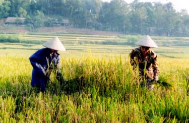 Nông dân các xã trong huyện Yên Bình khẩn trương thu hoạch lúa mùa để làm vụ đông.