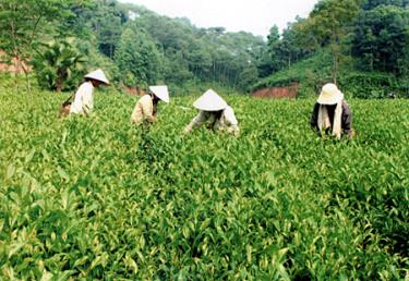 Nông dân xã Bảo Hưng (Trấn Yên) thu hoạch chè.