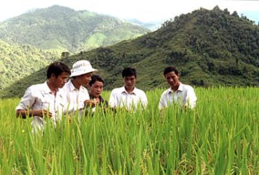 Khuyến nông viên cơ sở ở Trạm Tấu hướng dẫn nhân dân kỹ thuật chăm sóc lúa. (Ảnh: Mạnh Cường)  
