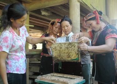 Hội viên phụ nữ huyện Yên Bình tích cực giúp nhau phát triển kinh tế, xóa đói giảm nghèo