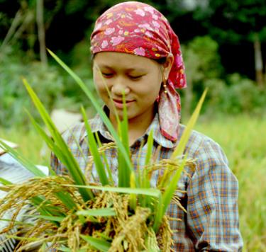 Ở Văn Yên, 1 ha ứng dụng SRI  lãi tăng gần 1 triệu 700 ngàn đồng/vụ so với ruộng canh tác theo tập quán. Ảnh minh họa