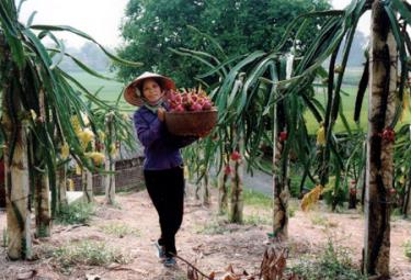 Gia đình chị Nguyễn Thị Lan, thôn Liên Hiệp - xã Minh Quân (Trấn Yên) có thu nhập kinh tế cao nhờ trồng thanh long.
(Ảnh: Thanh Miền)