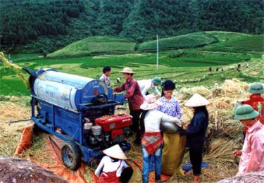 Nông dân vùng cao (Văn Chấn) thu hoạch lúa mùa.
