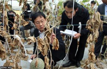 Mùa màng bị ảnh hưởng nặng nề bởi vụ rò rỉ khí độc.