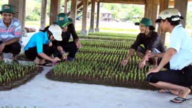 Cán bộ khuyến nông thị xã hướng dẫn người dân kỹ thuật xuống bầu ngô.