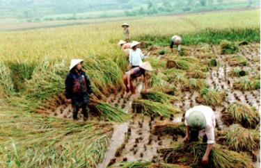 Người dân xã Vĩnh Kiên khẩn trương thu hoạch lúa mùa để làm cây vụ đông.
