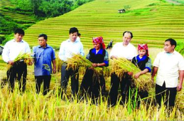 Các đồng chí lãnh đạo huyện Mù Cang Chải kiểm tra thu hoạch lúa mùa tại xã La Pán Tẩn.