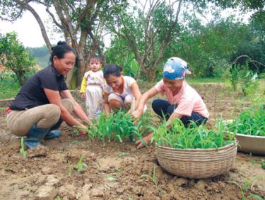 Nông dân xã Đại Minh (Yên Bình) chuẩn bị bầu ngô trồng vụ đông. (Ảnh: Hoài Văn)