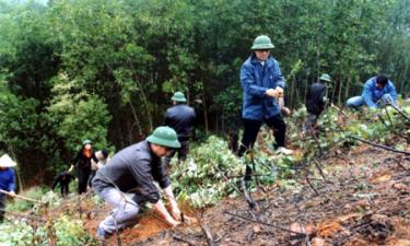 Khai thác đến đâu nhân dân tổ chức trồng mới rừng luôn đến đó.
