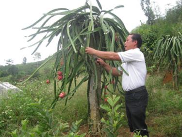 Giống thanh long ruột đỏ cho giá trị kinh tế cao đang được gia đình anh Phạm Thế Cầu tiếp tục nhân rộng.
