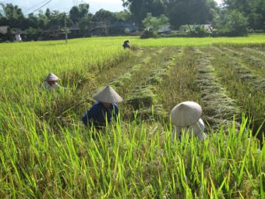 Nông dân Mường Lò thu hoạch lúa mùa.