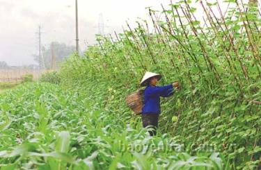 Chuyển đổi cơ cấu cây trồng, nâng cao thu nhập cho người nông dân trên một đơn vị diện tích canh tác là một trong những đích đến của việc xây dựng nông thôn mới.