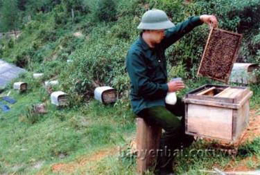 Anh Thào A Khày vệ sinh cho đàn ong và kiểm tra chất lượng mật đến kỳ thu hoạch.
