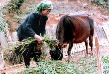 Không thả rông gia súc là một trong những biện pháp tốt nhất để người dân Trạm Tấu phòng chống đói, rét, dịch bệnh trong chăn nuôi.
