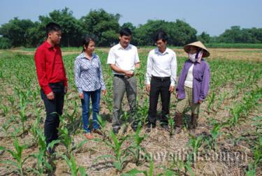 Lãnh đạo xã Việt Thành kiểm tra sự phát triển của cây ngô đông.
