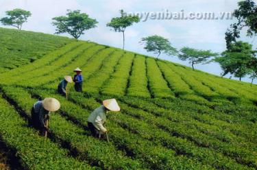 Cần có sự liên kết giữa nông dân với nhau để tạo thành những nông trang trong sản xuất nguyên liệu.
(Ảnh: Lê Phiên)