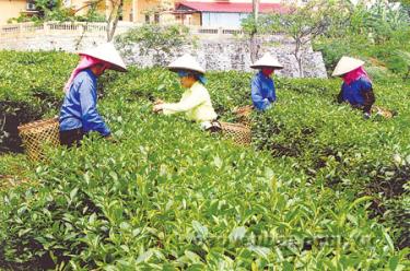 Diện tích chè kinh doanh của Công ty cổ phần Chè Liên Sơn luôn đạt năng suất trên 9 tấn/ha nhờ chăm sóc và thu hái đúng kỹ thuật.