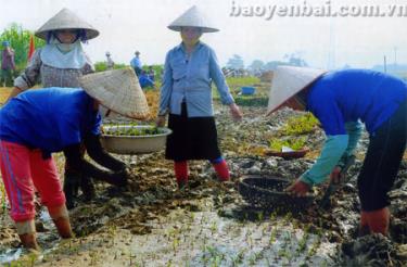 Nông dân xã Phù Nham (Văn Chấn) làm bầu ngô giống.
