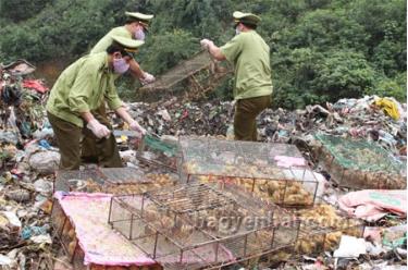 Cán bộ Chi cục Quản lý thị trường tỉnh tiêu hủy gia cầm giống không rõ nguồn gốc được vận chuyển trên xe khách.
