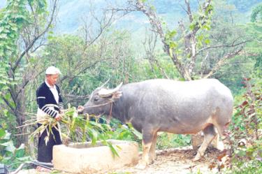 Già Giao thường xuyên dự trữ thức ăn, rơm rạ cho đàn trâu, bò của mình trong mùa đông.