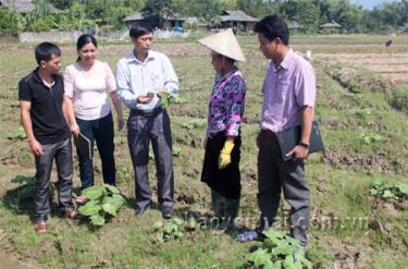 Lãnh đạo xã Nghĩa An kiểm tra tình hình phát triển của cây bí trồng vụ 3 trên đất 2 vụ lúa.
