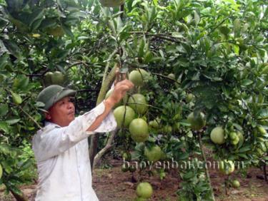 Gia đình ông Đặng Văn Trung ở thôn Bản Chanh có thu nhập cao từ cây bưởi Diễn.
