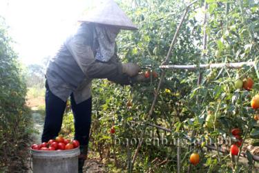 Nông dân thôn Bản Chanh, xã Phù Nham thu hoạch cà chua.
