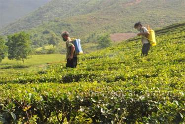 Chè là cây trồng chủ lực ở Nậm Búng.
