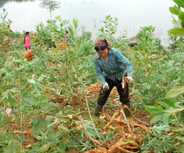 Sự hỗ trợ của Nhà nước đã góp phần động viên người nghèo ở vùng khó khăn vươn lên lao động sản xuất.