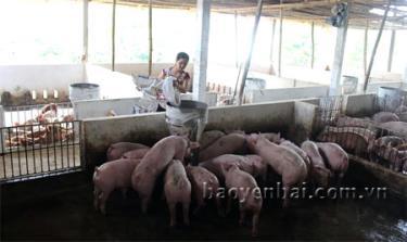 Trang trại lợn nhà anh Nguyễn Văn Thắng, thôn Hòa Bình, xã Y Can hàng năm cho thu nhập ổn định.