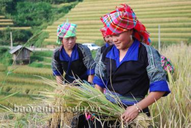 Đồng bào Mông xã La Pán Tẩn thu hoạch lúa vụ mùa.