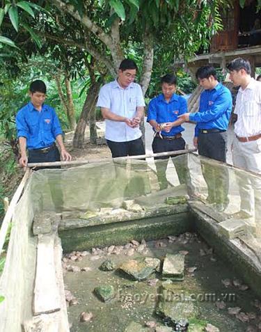 Nhiều mô hình kinh tế do đoàn viên, thanh niên làm chủ đã và đang phát huy hiệu quả trên địa bàn toàn tỉnh.
