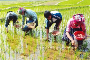 Đưa khoa học và tiến bộ kỹ thuật vào sản xuất là một trong những giải pháp tốt nhất, nâng cao đời sống kinh tế xóa đói giảm nghèo của đồng bào Mông ở vùng cao.