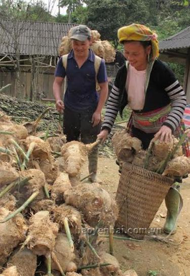 Đồng bào Mông xã Kiên Thành (Trấn Yên) nhận giống tre măng Bát độ về trồng.
