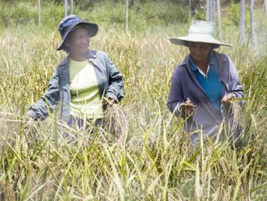 Nông dân trồng lúa ở Thái Lan lao đao vì hạn hán.
