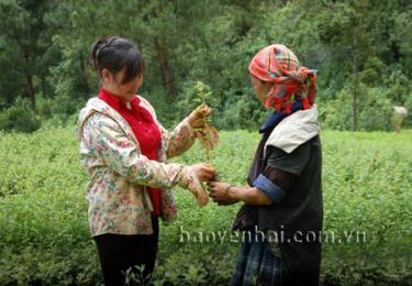 Cán bộ Ban quản lý rừng phòng hộ Mù Cang Chải hướng dẫn đồng bào Mông sử dụng giống sơn tra trồng dưới tán rừng phòng hộ. 
