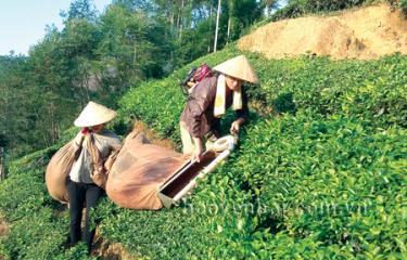 Nông dân áp dụng quy trình thu hái chè theo Chương trình RA.
