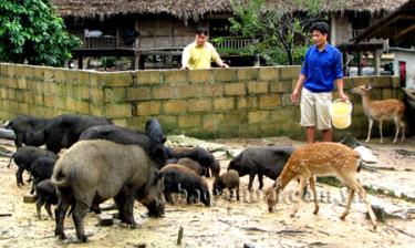 Mô hình chăn nuôi tổng hợp của đoàn viên Hoàng Trung Hiếu (phải) ở thị trấn Yên Thế cho thu nhập trên 200 triệu đồng/năm.
