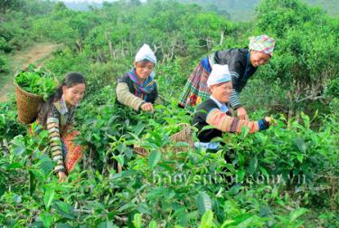 Nông dân thôn Pang Cáng thu hoạch chè búp tươi.