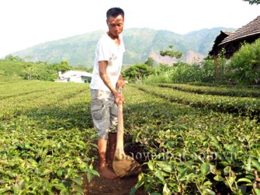 Ông Toản chăm sóc nương chè - nguồn thu chính của gia đình ông.