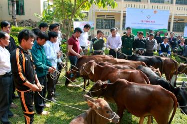 Tại buổi tổng kết đã có 25 bò giống được trao cho các hộ nghèo, hộ đặc biệt khó khăn ở xã Hồ Bốn, huyện Mù Cang Chải.