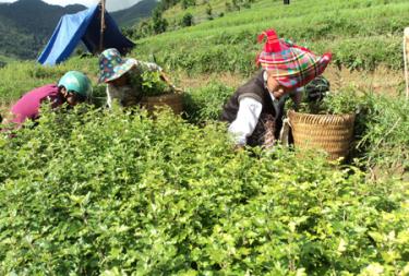 Người dân Trạm Tấu nhận cây giống Sơn tra về trồng. Ảnh MQ