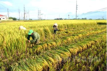 Không khí tích cực thu mùa làm đông của nông dân Văn Chấn.
